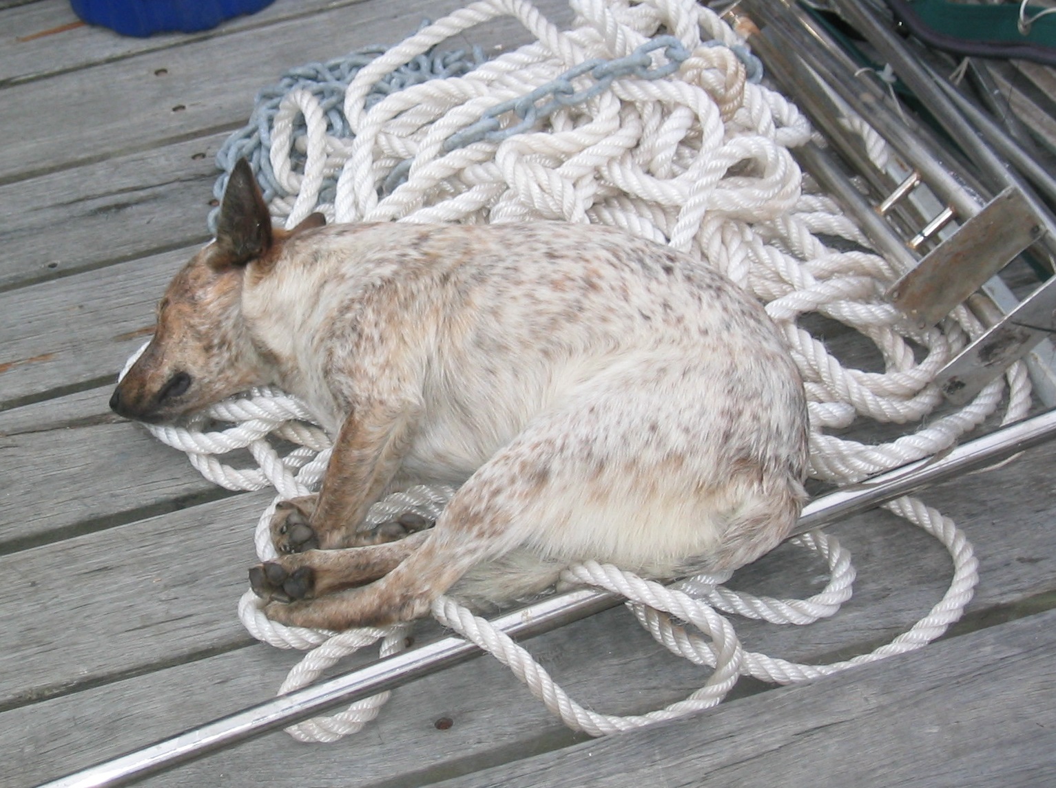 Jessie Asleep on ropes